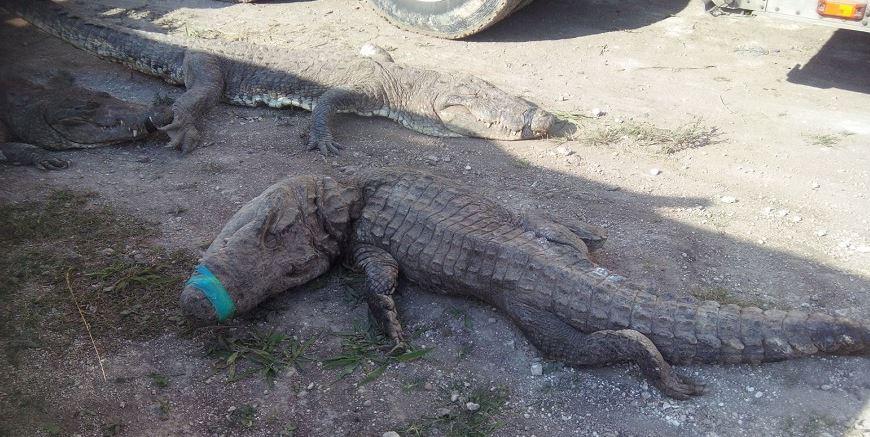 124 cocodrilos mueren en un traslado irregular de Sinaloa a Quintana Roo