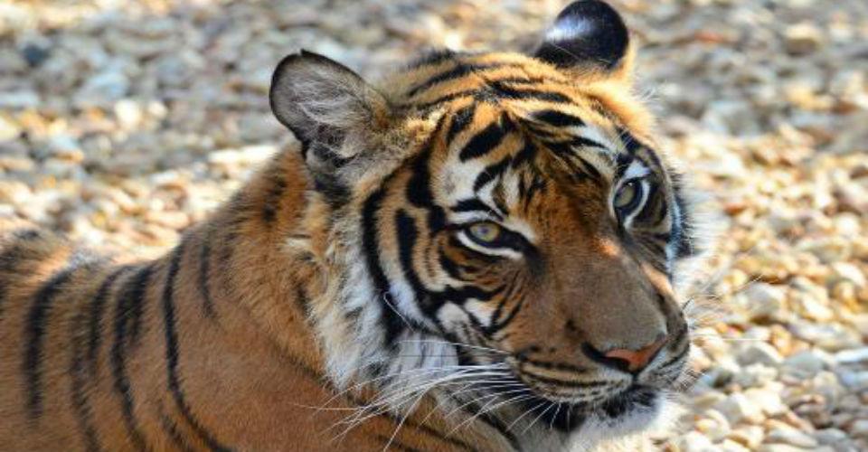 Tigre mata a su cuidadora en zoológico de Reino Unido