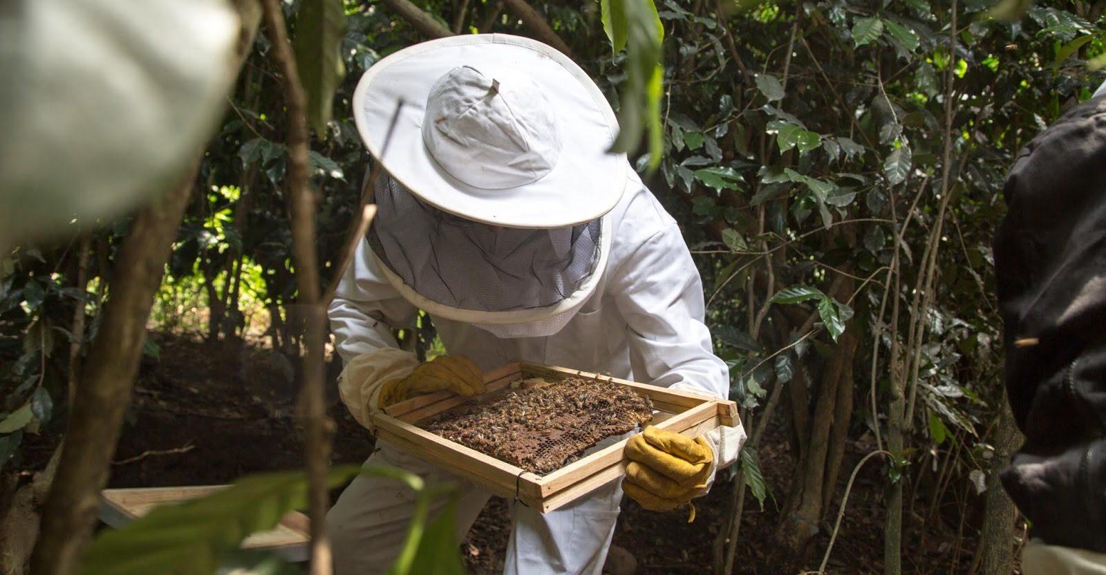 ¡Al rescate de las abejas! Grupos de apicultores reubican y aprovechan colmenas en CDMX