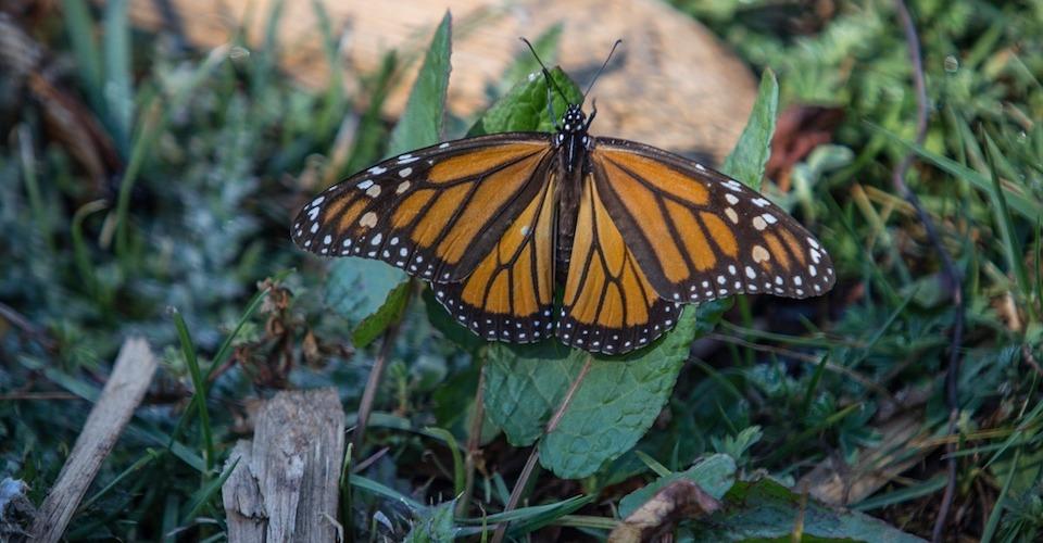Presencia de la mariposa monarca aumentó 35% en 2021 en bosques de México