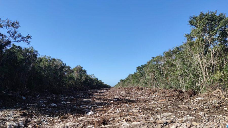 Ambientalistas denuncian que la tala de árboles por el nuevo trazo del Tren Maya ya comenzó en Playa del Carmen