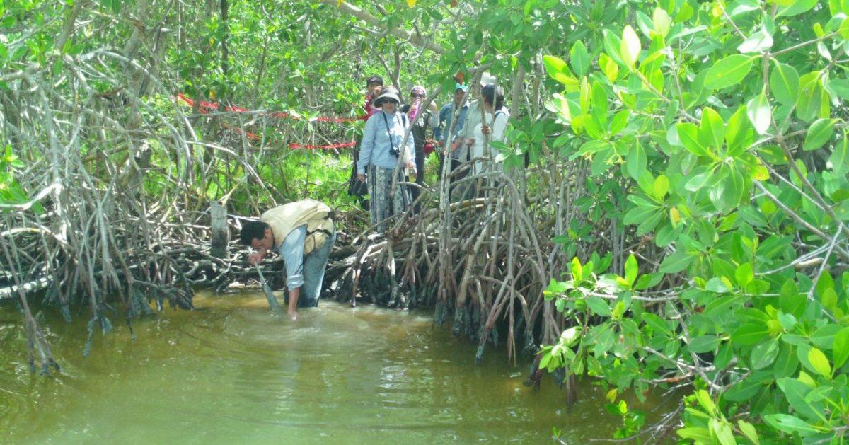 Día de la Tierra: conservar y restaurar los bosques de manglar en Latinoamérica