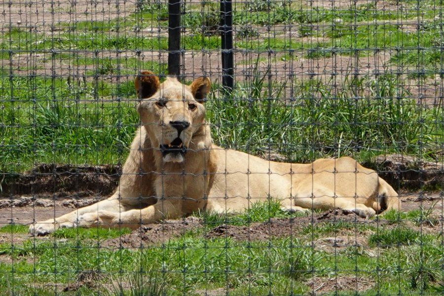Hay negligencia de autoridades en el caso del santuario de animales del Ajusco, denuncia asociación de zoológicos