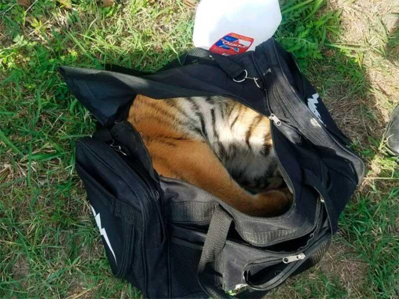 Abandonan cachorro de tigre asiático en la frontera con EU; buscaban cruzarlo en una bolsa