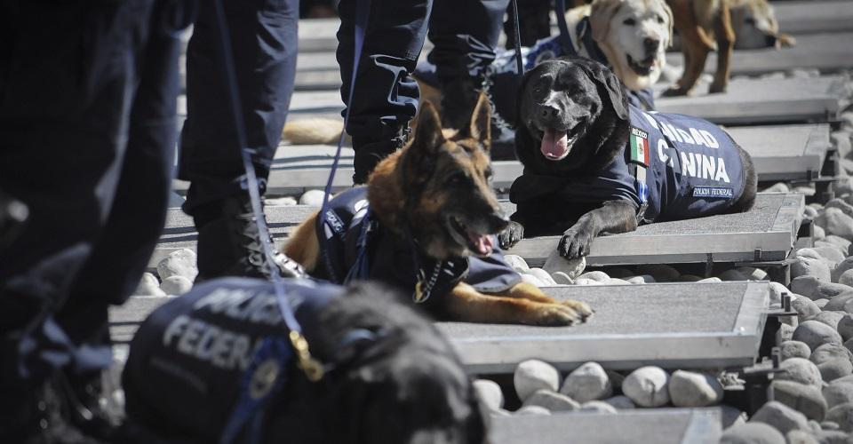 Jubilación canina: Policía Federal dará en adopción a 28 perros