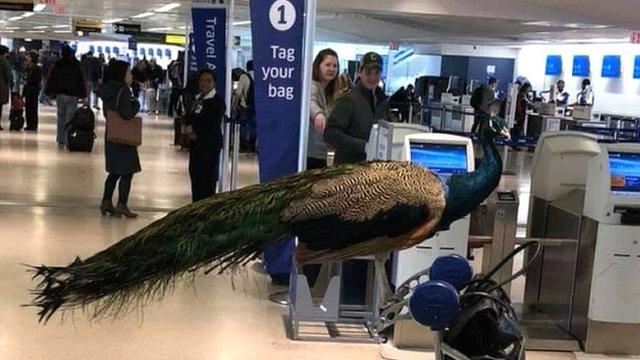 Pavos reales, erizos y hasta serpientes… qué son los animales de apoyo emocional y por qué las aerolíneas los están restringiendo