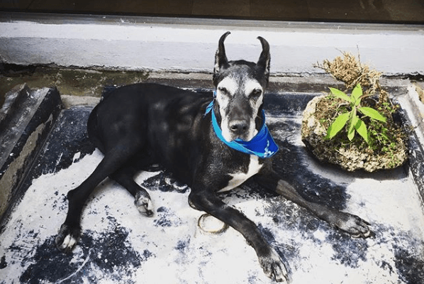 Celebramos el #DíaMundialDelPerro con fotos que nuestros lectores tomaron a sus consentidos (Galería)