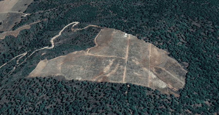 Sembrar deforestación: los bosques que México pierde por la agroindustria