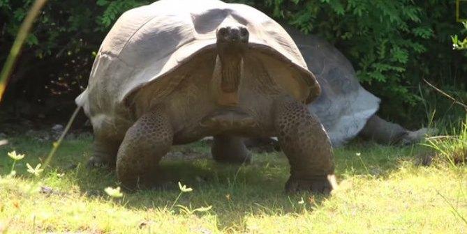 Una tortuga confronta a la cámara por interrumpir su “luna de miel”