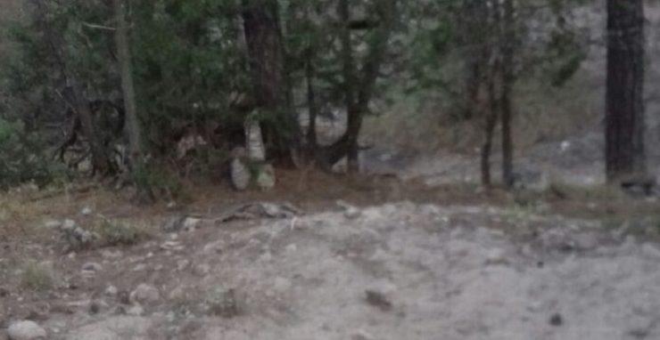 Hallan los restos de cuatro personas en fosas cerca de Creel, Chihuahua