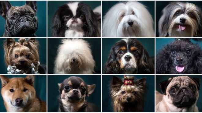 Dálmatas, chihuahuas, galgos: la razón por la que hay tantas razas de perros en el planeta