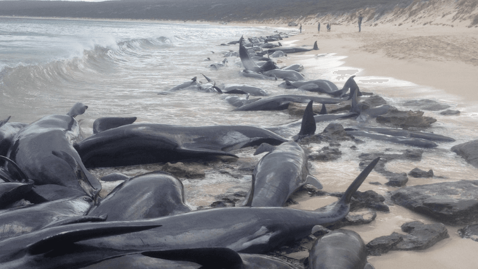 La impresionante imagen de 150 ballenas varadas en una playa de Australia