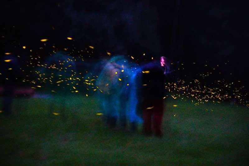 Luciérnagas iluminan la conservación de un bosque en México