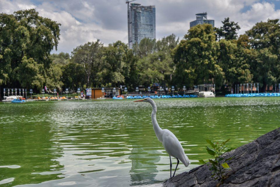 AMLO presenta proyecto cultural en Bosque de Chapultepec; promete que será más grande que Central Park