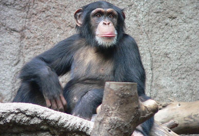 ¿Los chimpancés también son personas? Este juicio en EU lo defiende