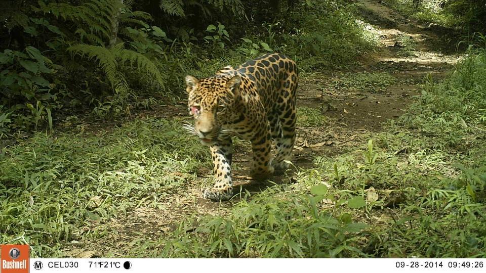 Día Internacional del Jaguar: ¿Qué se está haciendo en Latinoamérica para salvar al felino más grande del continente?