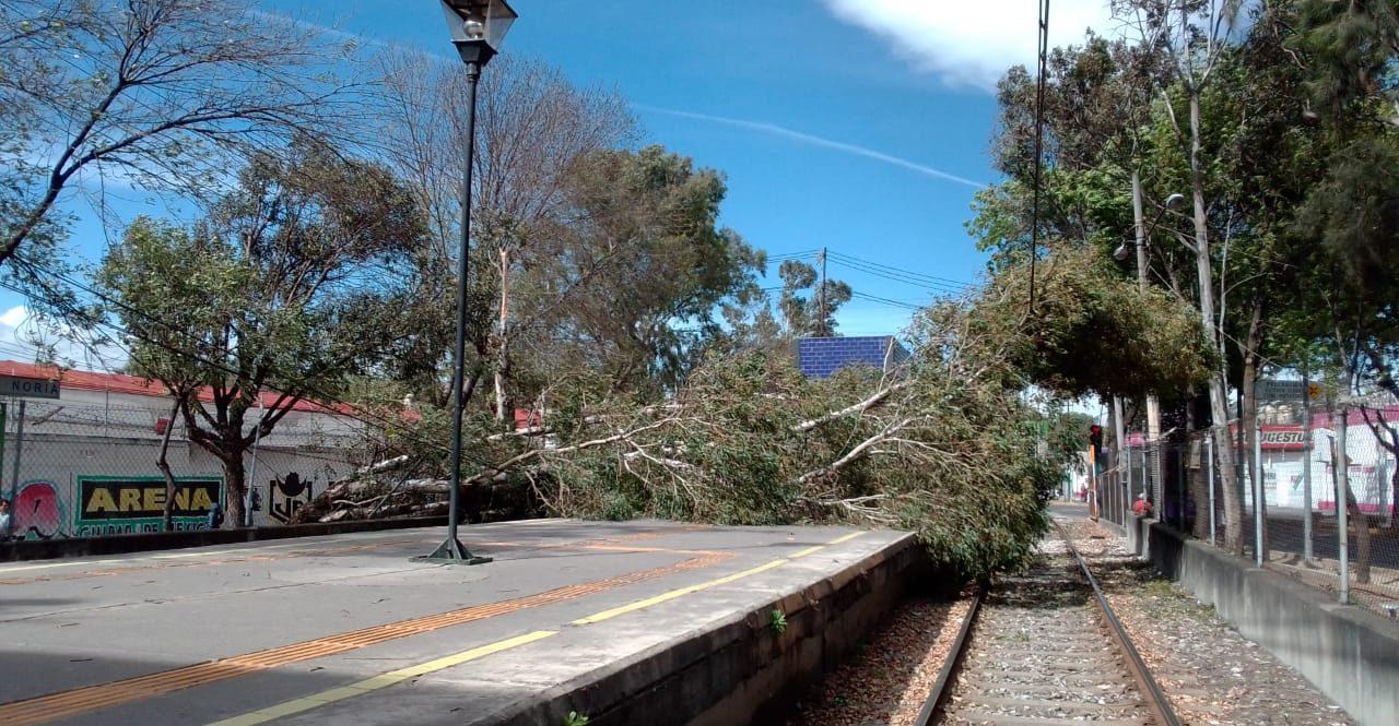 CDMX en alerta por fuertes vientos; caída de árboles deja 5 lesionados