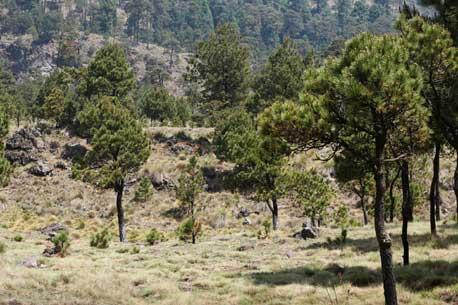 AMLO propone sembrar 1 millón de hectáreas de árboles en 6 años