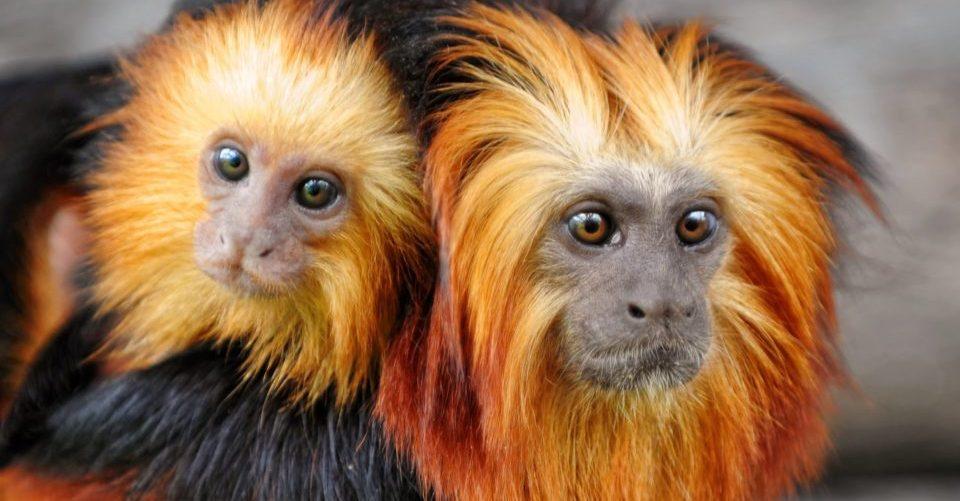 Día Mundial del Clima y la Adaptación al Cambio Climático: las lecciones del coronavirus