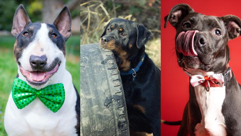 ¿Una ley de perros potencialmente peligrosos? Esto dicen expertos (spoiler: ¡mejor cuidado con los humanos!)