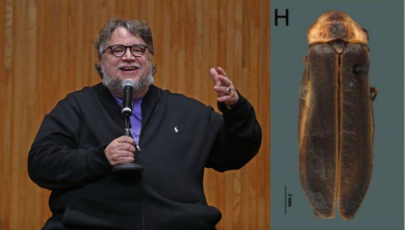 Guillermo del Toro ya es un ser del bosque: nombran a luciérnaga en honor al director tapatío