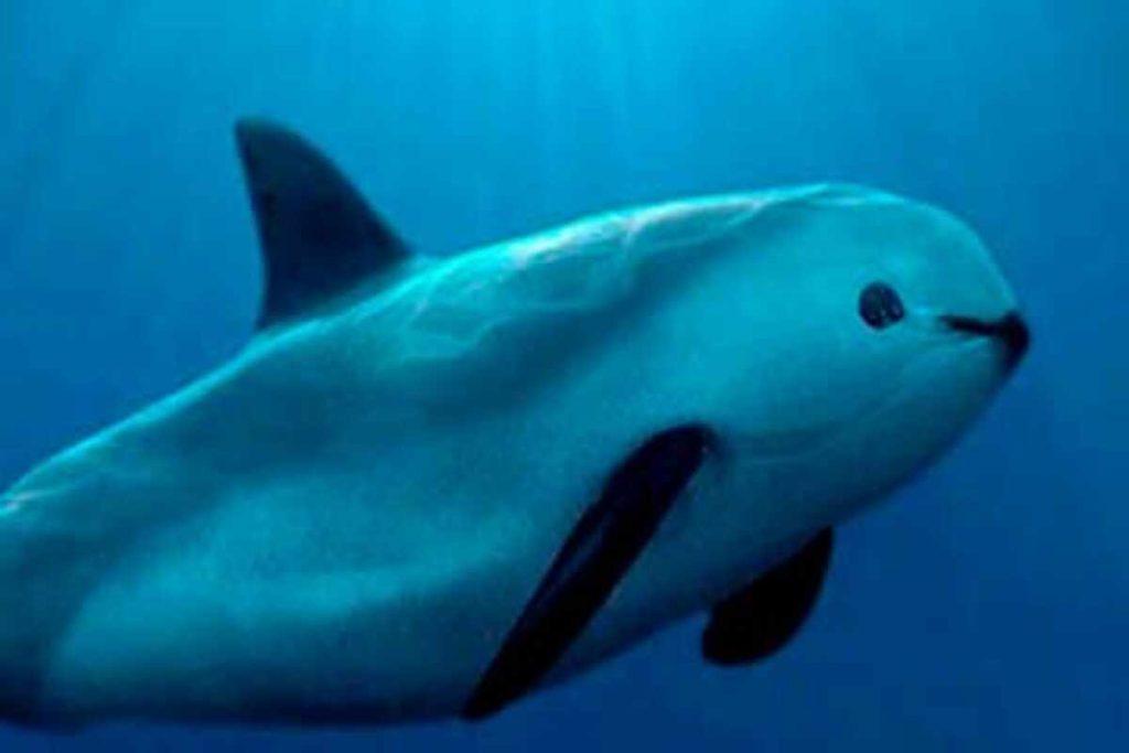 Vaquita marina: por qué EU evaluará a México sobre su protección y qué medidas están pendientes