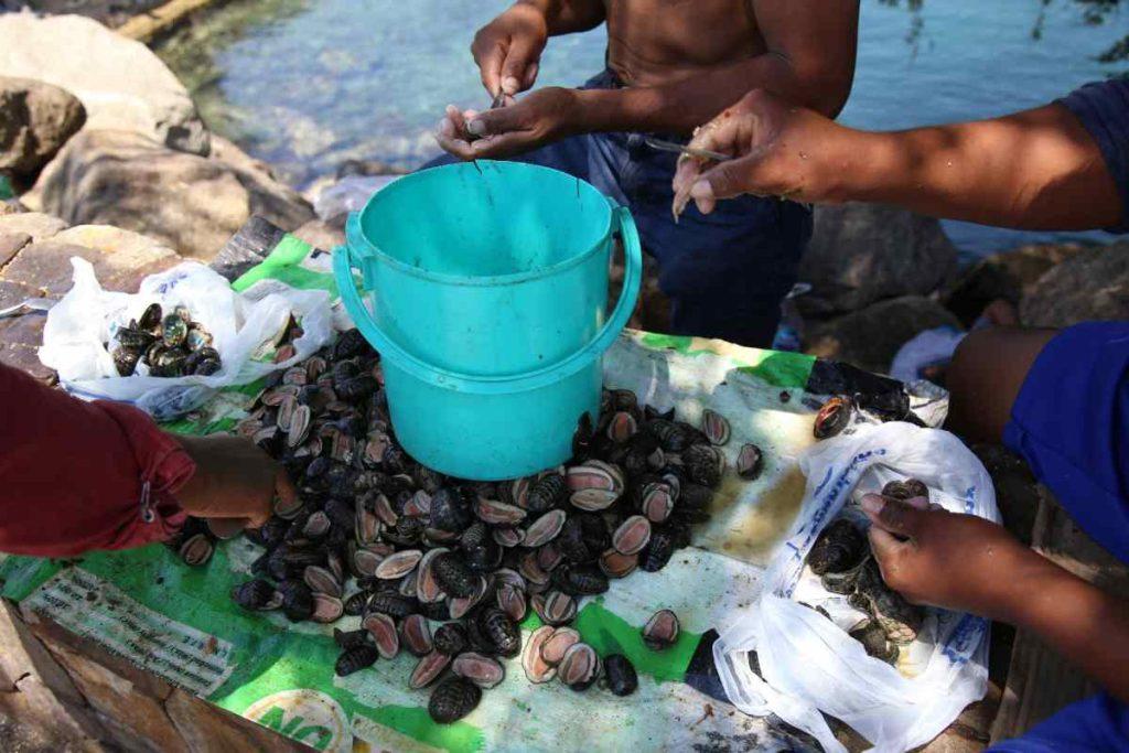 Cofepris prohíbe comercializar y consumir mariscos de Baja California, declara veda por saxitoxina