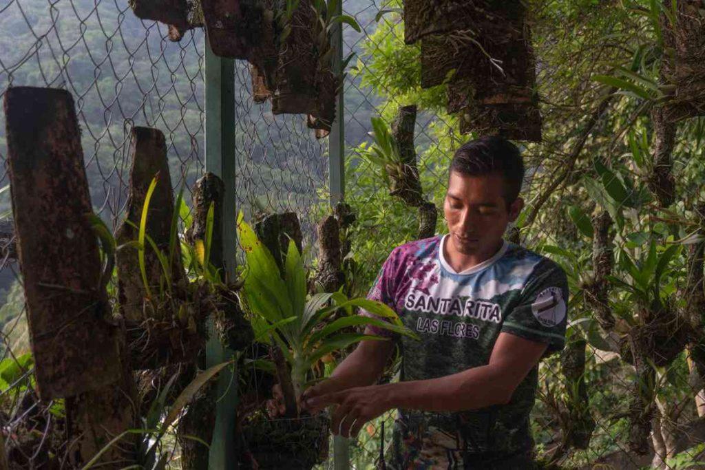 Migraron de Chiapas por falta de oportunidades. Las orquídeas los trajeron de regreso a casa