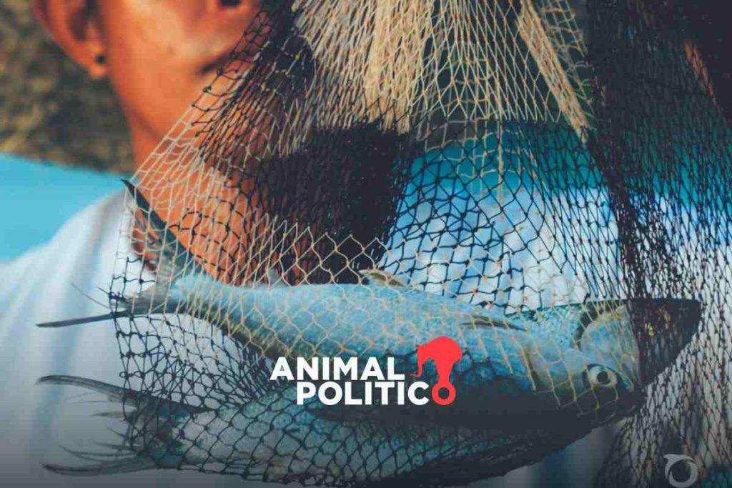 Cambio climático, crisis para el sector pesquero: pérdida de especies, pesca ilegal y ecosistemas destruidos, las consecuencias