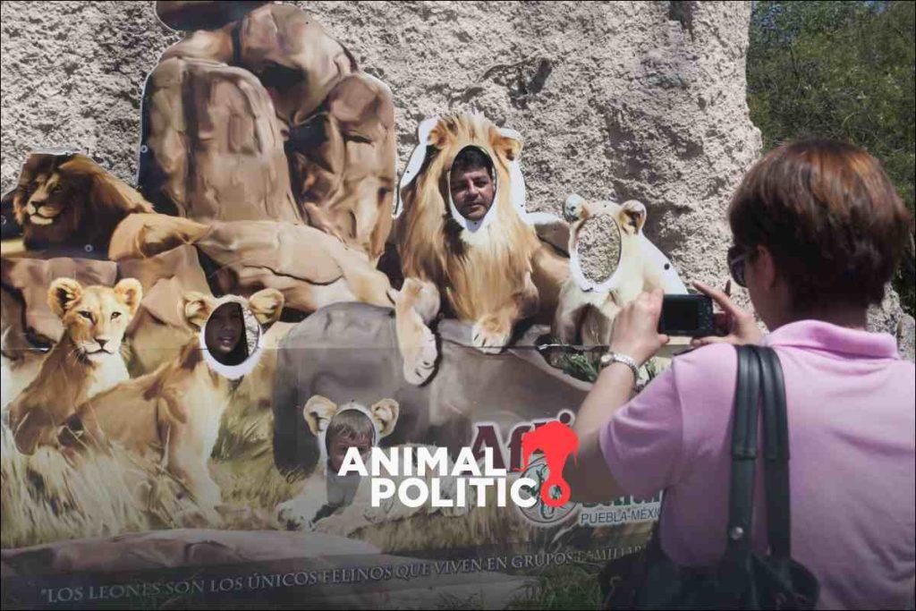 ¡Todos a Puebla!: Te contamos cuánto cuesta ir a Africam Safari y darle la bienvenida a la jirafa Benito