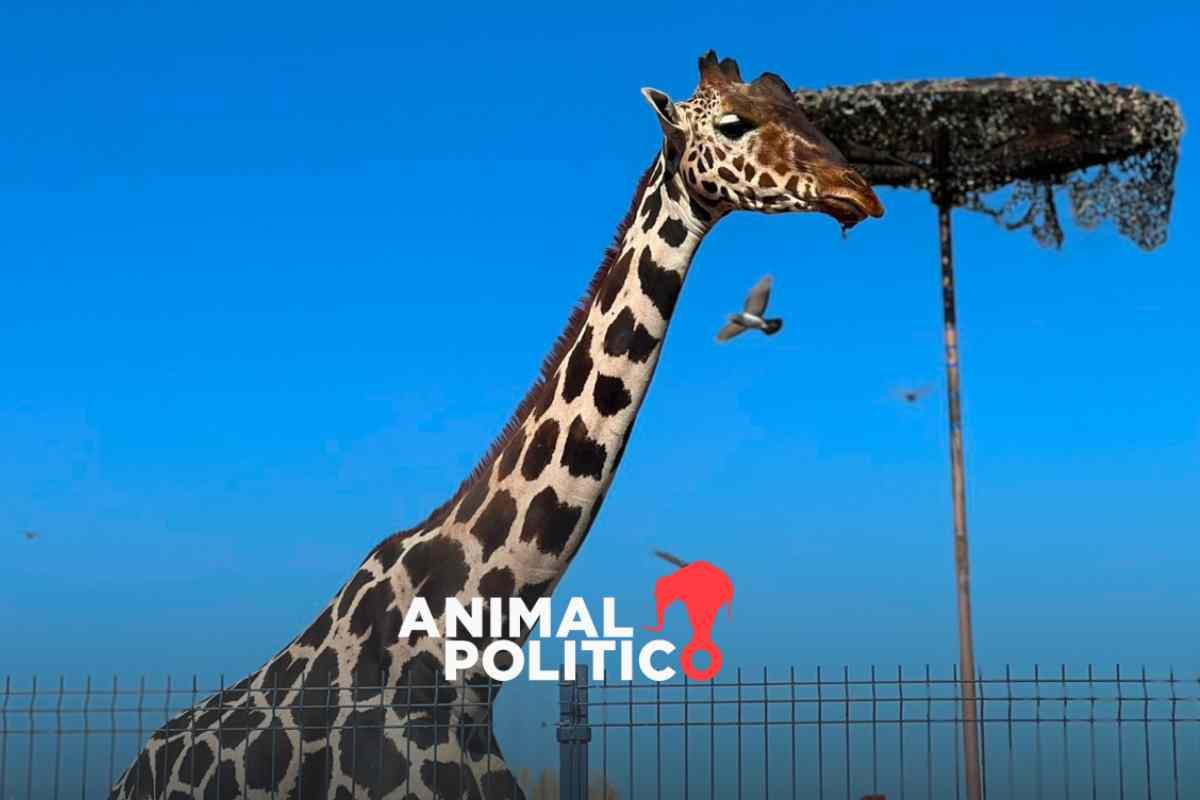 Benito sí será trasladado a otro recinto; Profepa acreditó malas condiciones para el animal y sancionará al Parque Central