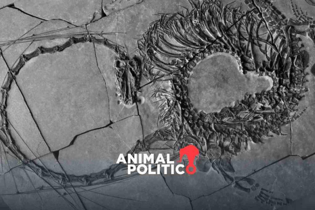 El fósil de un dinosaurio “dragón” de 240 millones de años de antigüedad descubierto en China