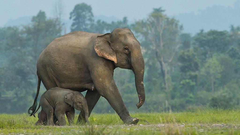 Los elefantes asiáticos entierran y hacen rituales para sus crías muertas