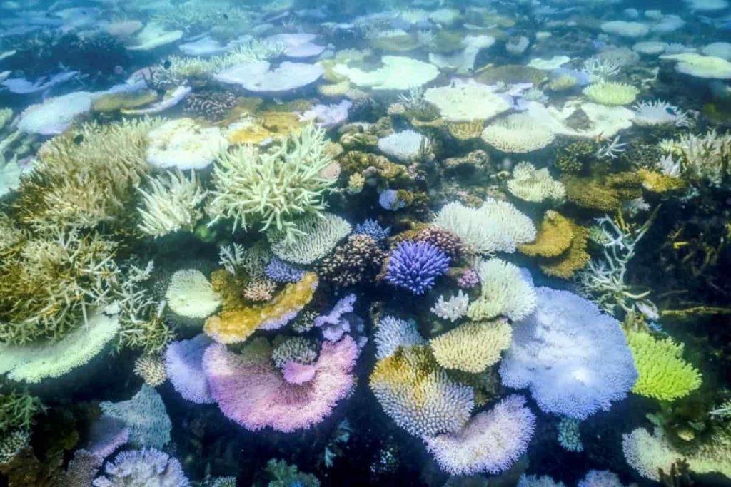 La Gran Barrera de Coral amenazada por el blanqueamiento masivo