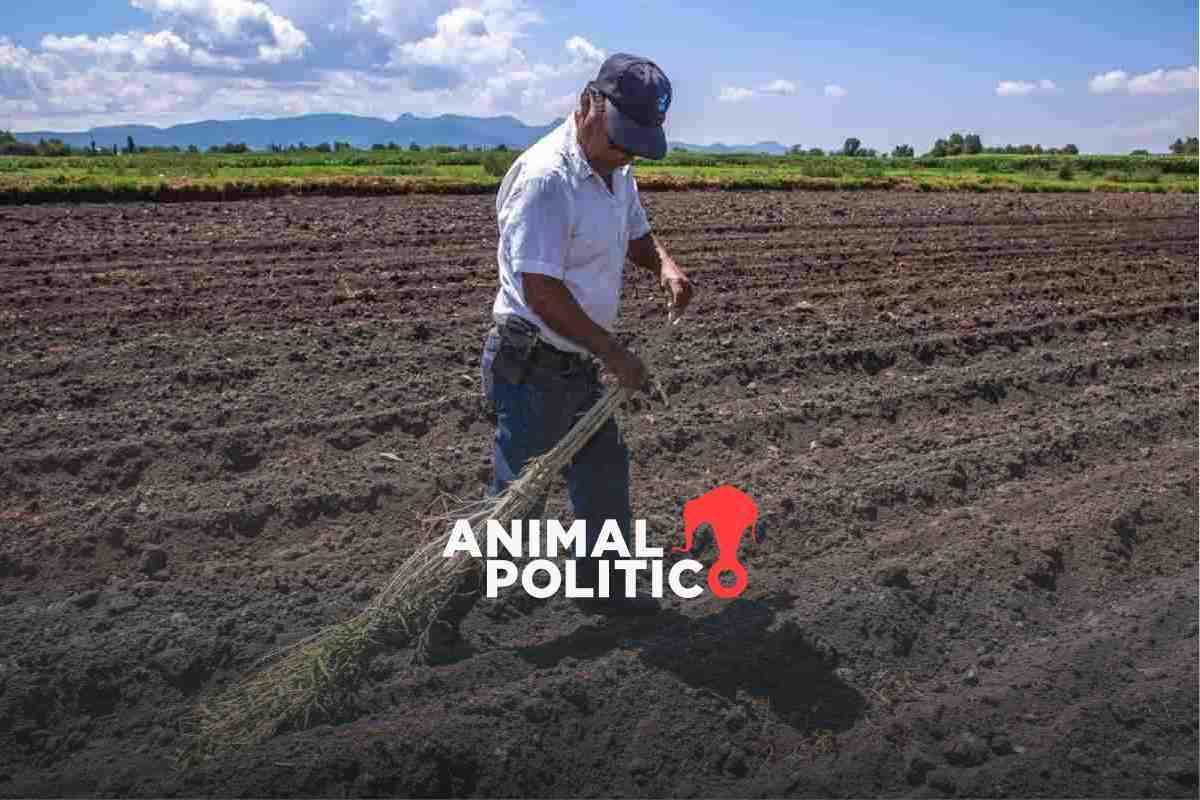 Campesinos abandonan Sembrando Vida por grupos criminales y desastres climáticos: Coneval