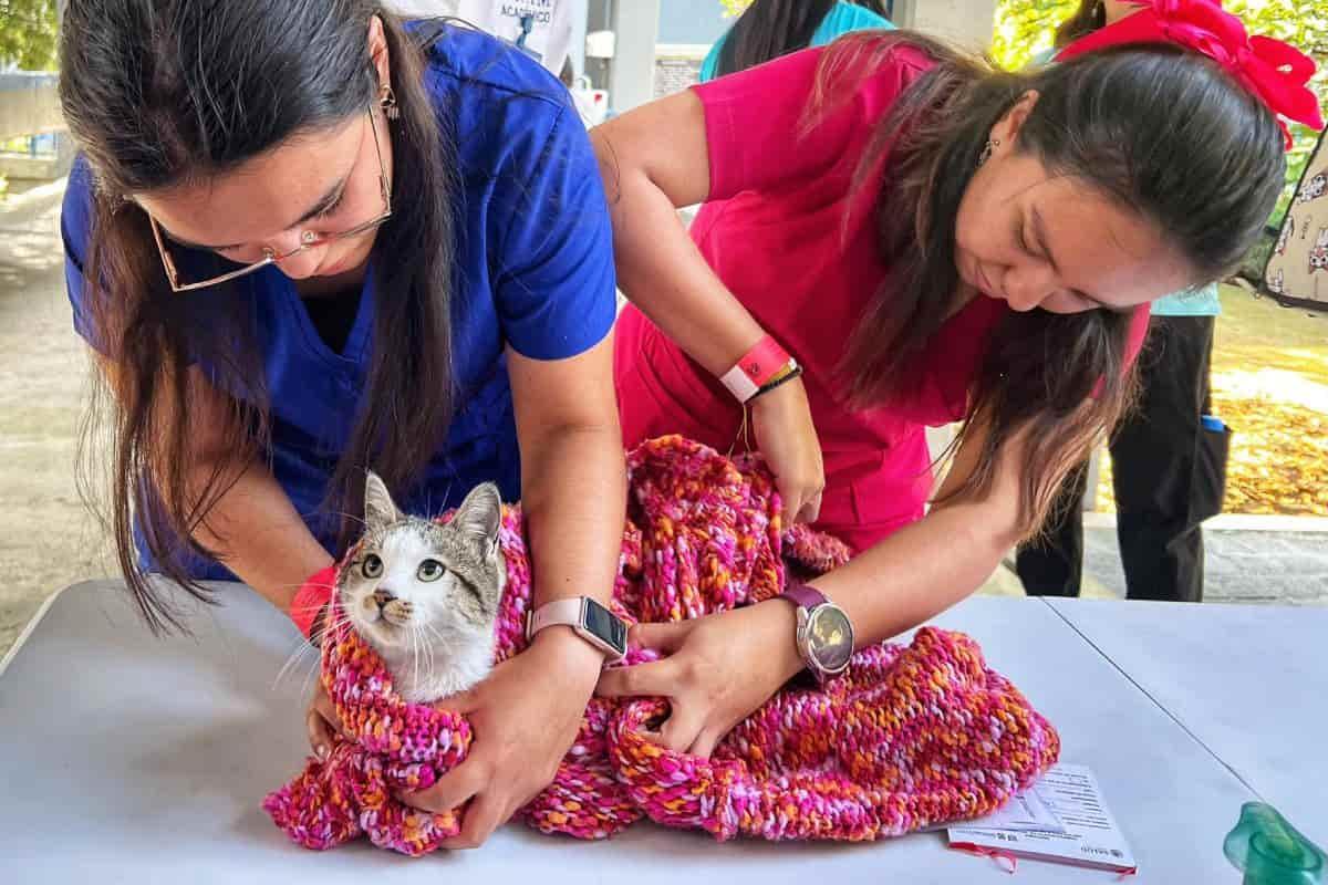 Esterilización de perros y gatos en la UNAM con costos accesibles