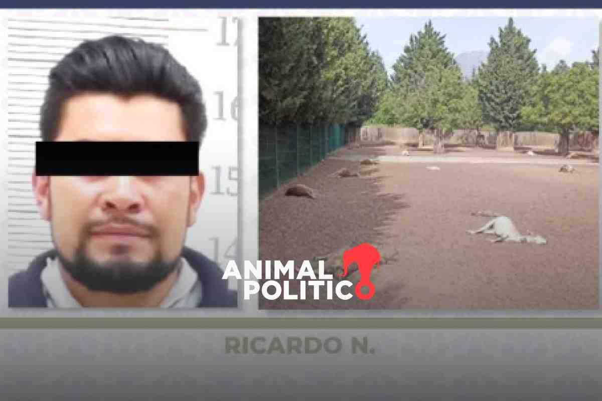 Exempleado provocó la muerte a 32 venados en un parque de Puebla en venganza por ser despedido; le dan 6 años de cárcel