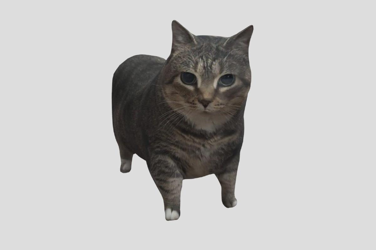 Spinning Cat: el origen del meme del gato que gira y canta “oiia oiia”