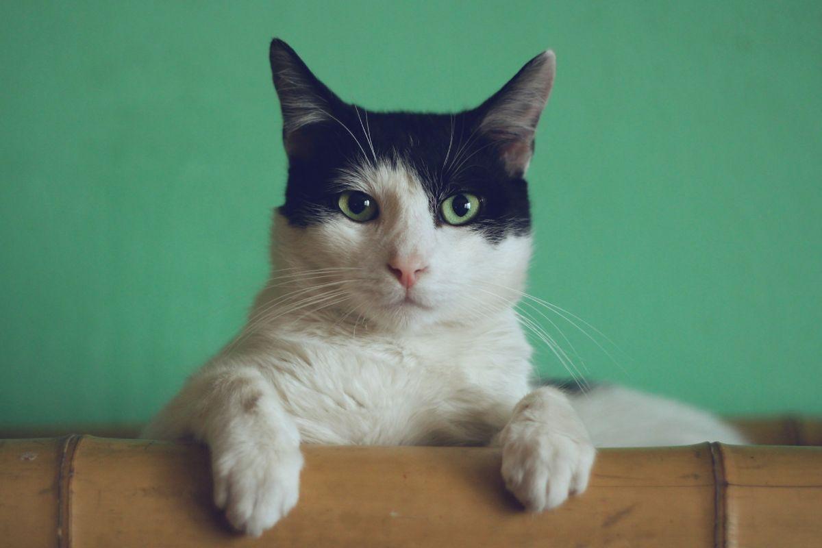 5 lugares para adoptar un gato en CDMX 🐈⬛ y llenar tu vida de ronroneos