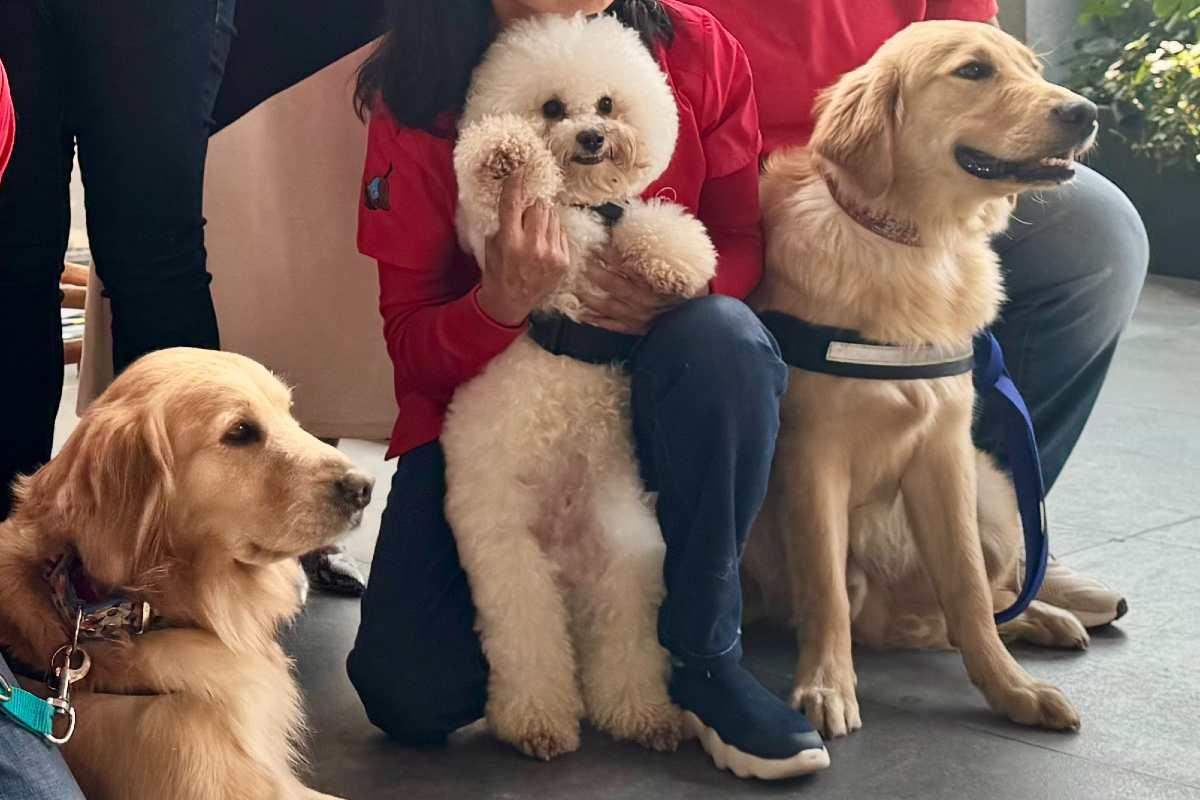 Perros de terapia: ¿qué hacen y cómo eligen a los lomitos que apoyan a diversos pacientes?