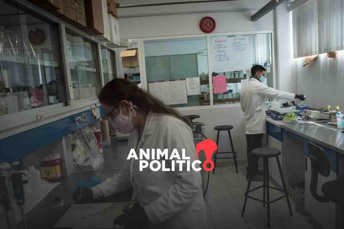 Sólo 9% de matrícula universitaria es de posgrado; Ciencia plantea plan para cursar licenciatura, maestría y doctorado en 8 años