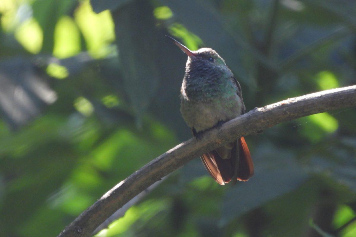 Birdle México, el divertido juego en línea que te enseña sobre las aves representativas del país