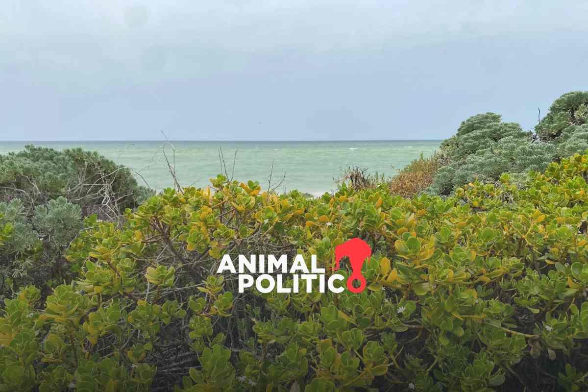 Semarnat autoriza proyecto inmobiliario en playa de Yucatán pese a casi 100 impactos negativos