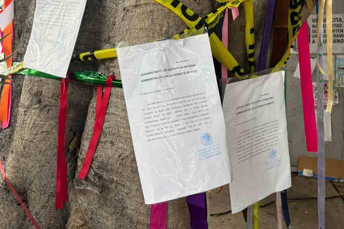 Laureano, uno de 12 árboles patrimoniales protegidos de la CDMX; ya cuenta con sellos de protección