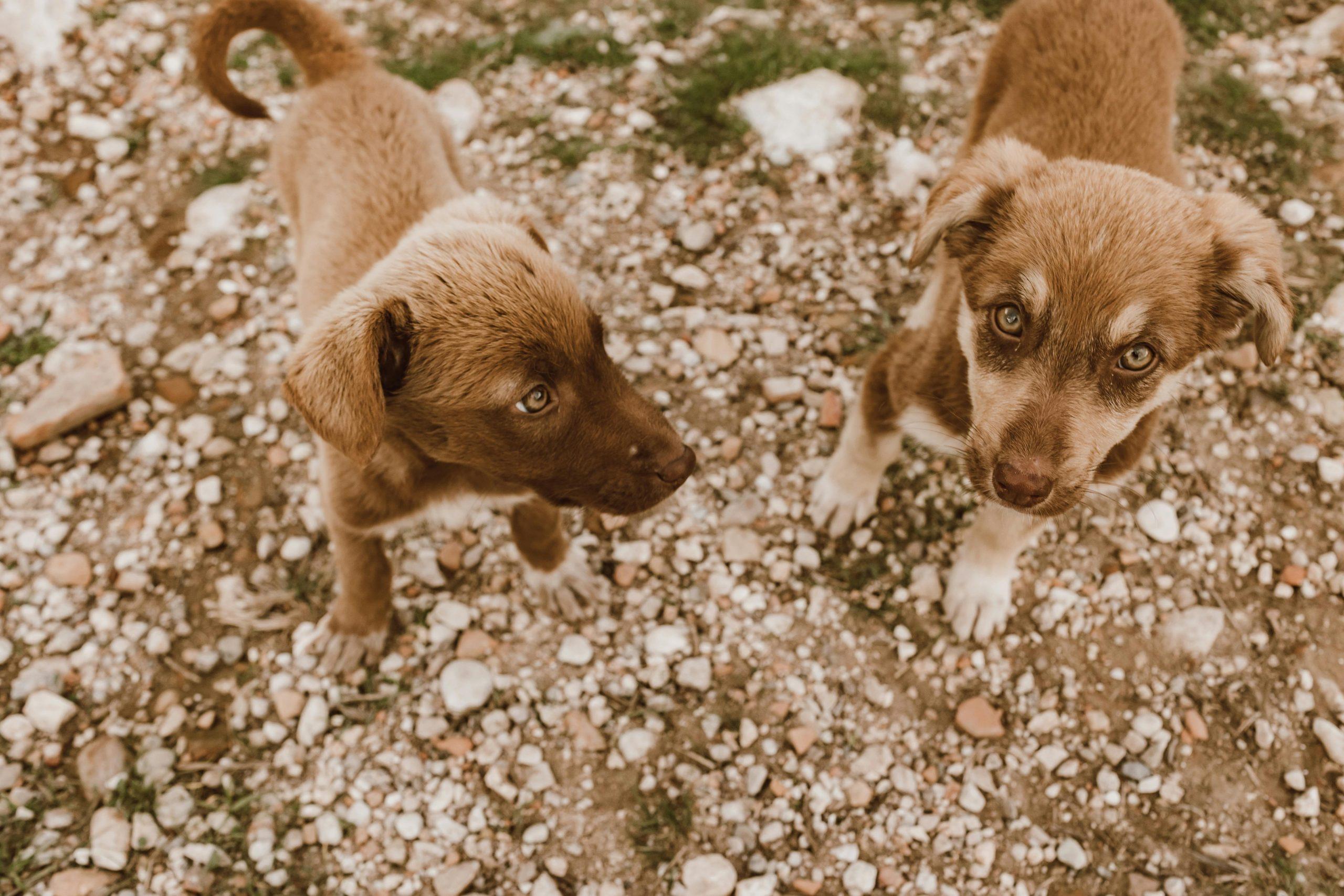 Adopta uno de los perritos rescatados del metro: te contamos cómo