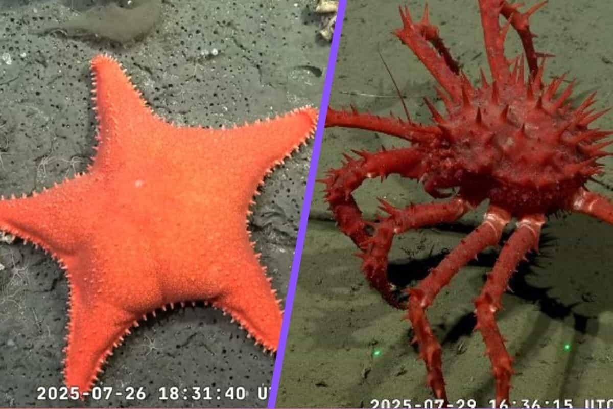 ¿Patricio Estrella, eres tú? El streaming viral del fondo del mar que nos ha dado sorprendentes criaturas
