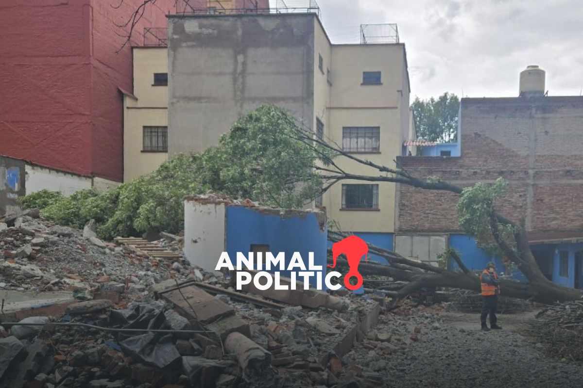 Talan a Eugenito en la Benito Juárez; vecinos denuncian inconsistencia en los permisos y Sedema dice que habrá compensación