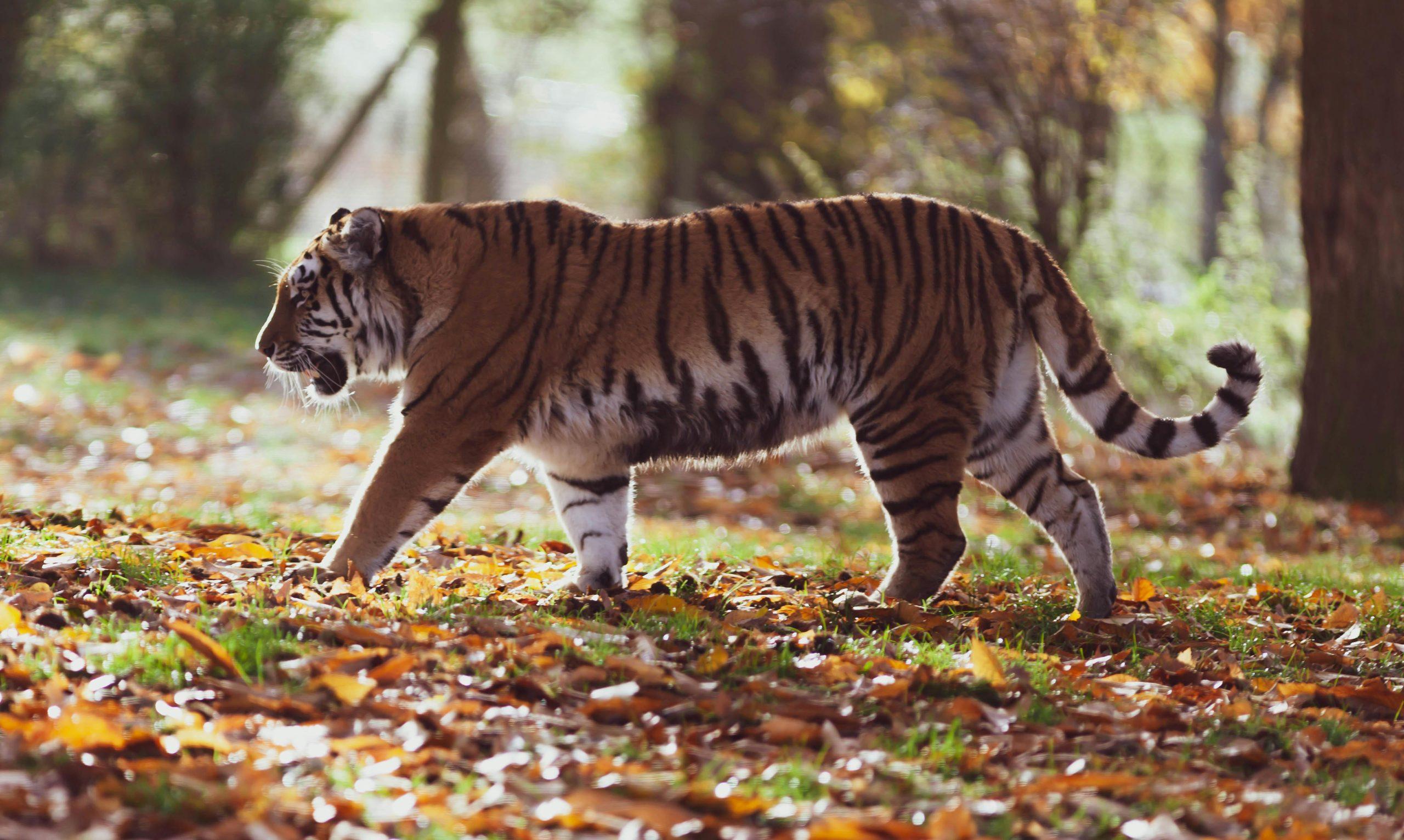 ¿Dar tu mascota al zoológico? En Dinamarca, sí, y podría alimentar a un tigre