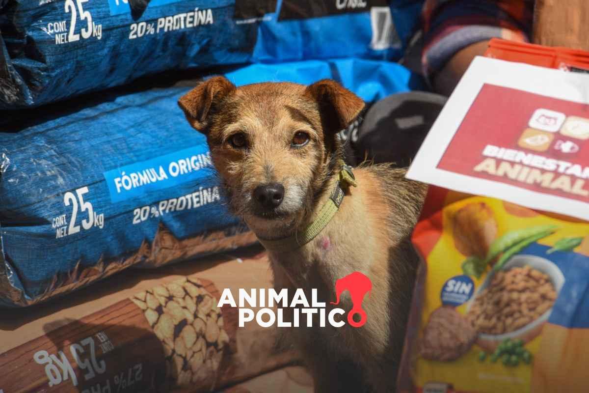 Proponen eliminar IVA en alimentos y medicinas para mascotas y hacer deducibles los gastos veterinarios