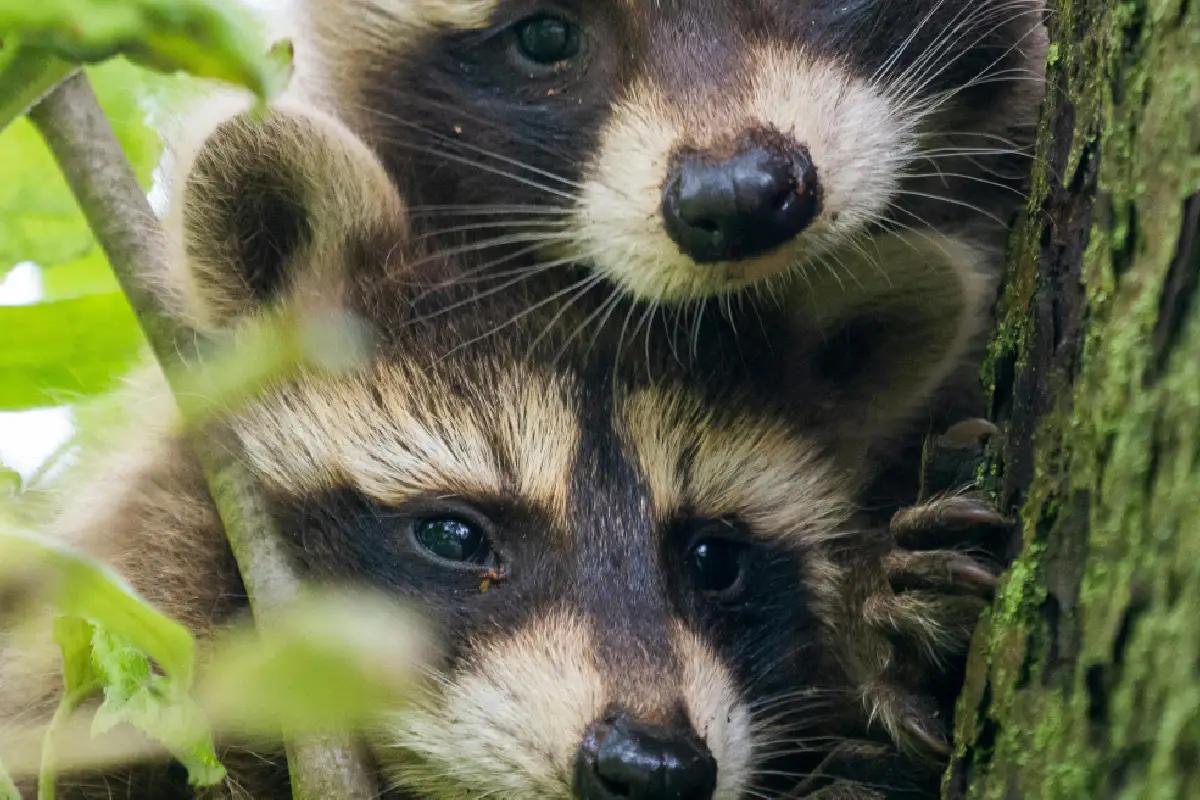 ¿Adiós, Perros? Los mapaches se están acercando para ser la próxima mascota favorita